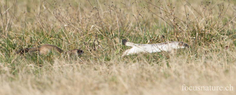 Hermine 9538.jpg - Hermines ( Mustela erminea): l'une a presque fini de muer, l'autre est encore en pelage d'hiver (Genève, Suisse, mars 2013)